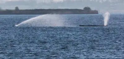 Menschenkette für sterbenden Buckelwal in Wismarbucht: Letzte Hoffnung schwindet