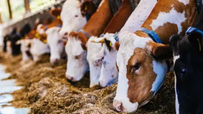 Milchpreis auf 39 Cent gefallen: Bauern in Existenznot