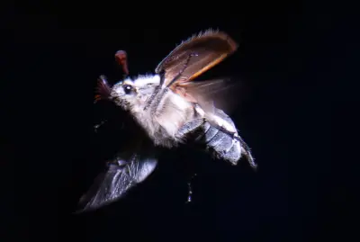 Millionen Maikäfer: Massenflug im Hessischen Ried begeistert