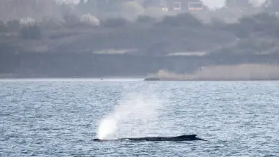 Minister erhält Morddrohungen wegen gestrandetem Ostsee-Wal: „Habe ich noch nie erlebt“