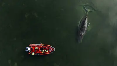 Minister nach Timmy-Tragödie: „Der nächste Wal wird kommen“ – Düstere Prognose für gestrandeten Buckelwal