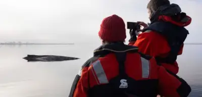 Mitleid mit Tieren: Warum trauert die Welt um Wale, aber nicht um Menschen?