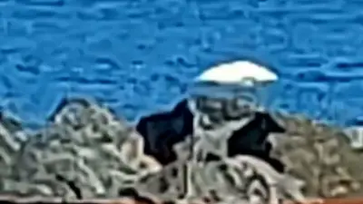 Nächster Wal in Ostsee gesichtet: Beluga in Flensburger Förde entdeckt