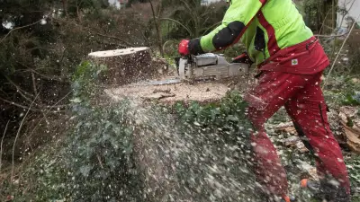 Neubrandenburg: Straße und Bahnübergang wegen dringender Baumfällarbeiten gesperrt