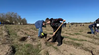 Neubrandenburgs Stadtwald wächst: 1000 Winterlinden durch Gemeinschaftsaktion gepflanzt
