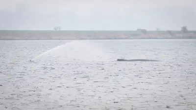 Neue Rettungspläne für gestrandeten Buckelwal vor Wismar: Was bekannt ist und offene Fragen