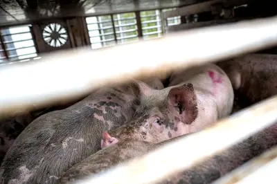 Neuer Bußgeldkatalog in Sachsen: Mehr Tierwohl bei Transporten