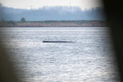 Neuer Rettungsversuch für gestrandeten Buckelwal bei Wismar gestartet
