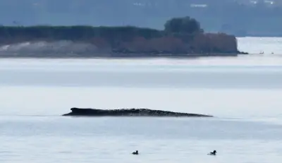 Neuer Rettungsversuch für gestrandeten Buckelwal bei Wismar soll heute starten