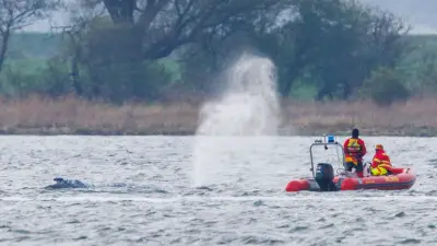 Neues Wal-Rettungskonzept: Flutbare Schute statt Ponton geplant