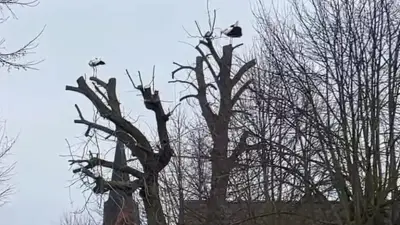 „Och, horch' doch mal, wie schön!“: Dorfstörche begeistern mit lautem Balzritual in der Uckermark