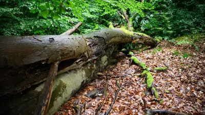 Osterspaziergang in Templin: Grüne und BUND laden zu Wald- und Gewässer-Tour ein