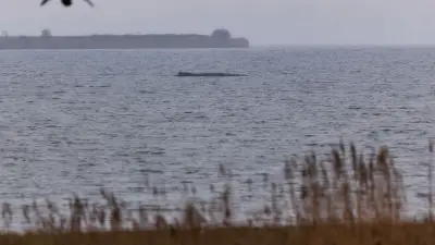 Ostsee-Drama: Demonstranten stören neuen Rettungsversuch für gestrandeten Wal