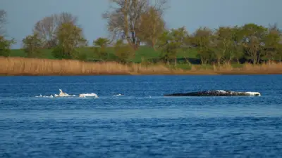 Ostsee-Drama: Meeresbiologe warnt vor Risiken für Helfer bei Timmy-Rettung
