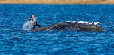 Ostsee: Sinkender Wasserpegel verschärft Notlage gestrandeten Wals