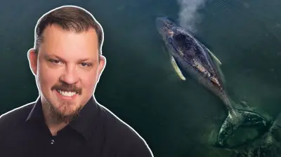 Ostsee-Wal-Drama: Rettungsversuche drohen, den Buckelwal zu Tode zu retten