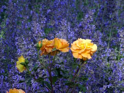 Perfekte Beetpartner: Diese Stauden harmonieren ideal mit Rosen