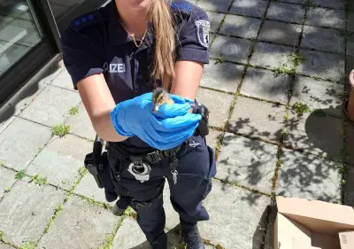 Polizei Berlin rettet Entenküken und Kätzchen bei Einsätzen