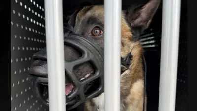 Polizei beschlagnahmt Hund von Rocker Eko nach brutaler Misshandlung auf Video