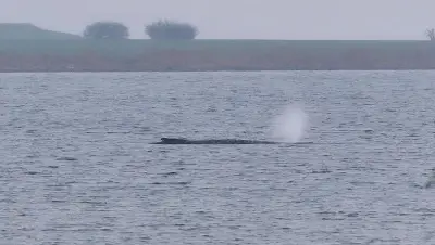 Polizei stoppt Münchner Eisbachsurferin (58) bei Wal-Besuch – Tierschützerin wollte schwimmen