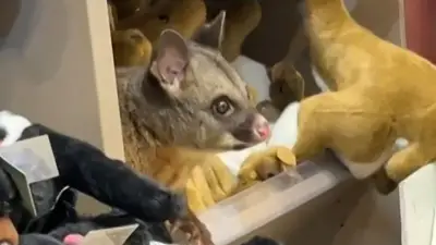Possum im Souvenirshop: Ungewöhnlicher Flughafenbesuch in Australien sorgt für Aufsehen