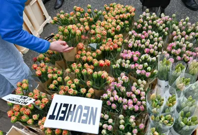 Potsdams Tulpenfest lockte trotz Wetterkapriolen mit Blütenpracht und Käse