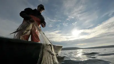 Quietschbäuche in Gefahr: Zwei einzigartige Maränen-Arten in Ostdeutschland akut vom Aussterben bedroht