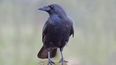 Rabenmütter: Warum der Begriff ein uralter Irrtum ist und was wirklich dahintersteckt