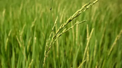 Regengeräusche lassen Reissamen um 40 Prozent schneller keimen
