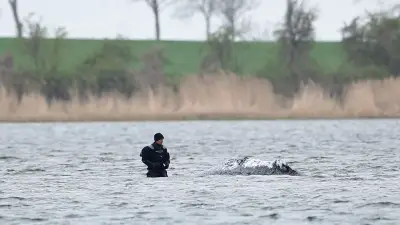 Rettung des Ostsee-Wals: „Der soll zusehen, wie er zurechtkommt“
