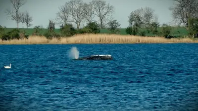 Rettungsaktion für gestrandeten Buckelwal vor Poel: Tag 24 im Livestream