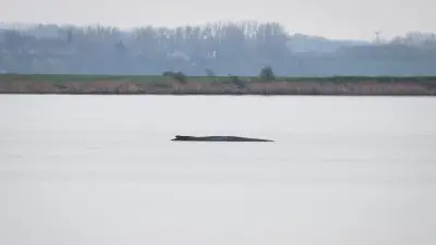 Rettungsversuch für Wal Timmy in der Bucht von Poel: Eilanträge und neue Pläne