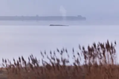 Rettungsversuche für gestrandeten Buckelwal vor Wismar werden eingestellt