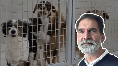 Rostocker Grüne fordern Hundesteuerbefreiung für Tierheim-Hunde