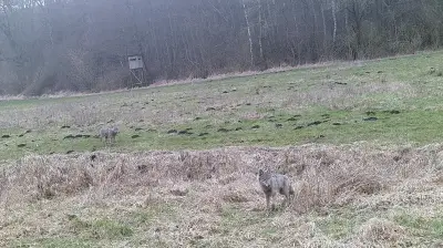 Rostocker Jäger warnt: Doppelstrategie im Umgang mit dem Wolf in MV ist gefährlich