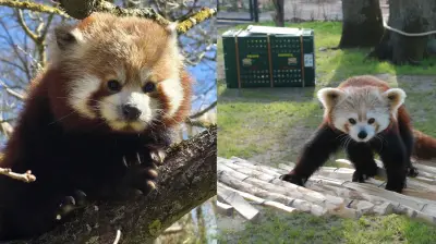 Rote Pandas im Ueckermünder Zoo: Beide Weibchen sind angekommen