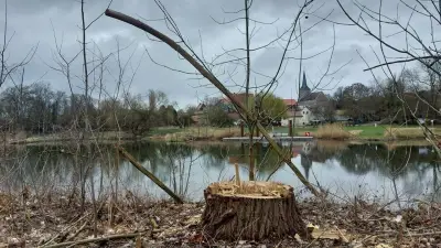 Rätselhafte Baumfällungen an der Saale: Wer ließ gesunde Eschen und Ulmen entfernen?