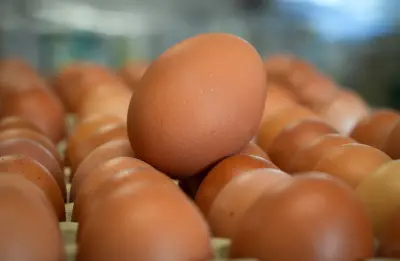 Sachsen-Anhalts Eierproduktion: Bodenhaltung dominiert mit über 65 Prozent