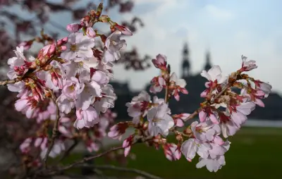 Sachsen: Sonniges Frühlingswetter hält bis Donnerstag - dann Regen und Schnee