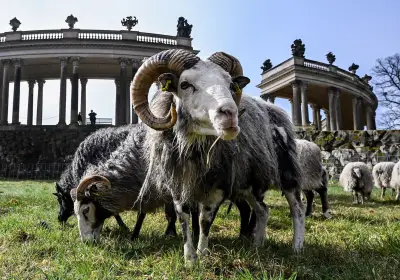 Schafe als tierische Gärtner: Weidetiere pflegen wieder den Park Sanssouci
