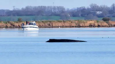 Schaulustige vor Poel: Bis zu 5.000 Euro Bußgeld für Annäherung an sterbenden Buckelwal