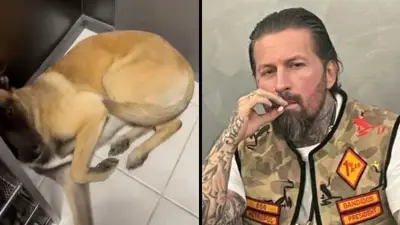Schockierendes Video: Ex-Rockerboss Elvedin M. misshandelt seinen eigenen Hund