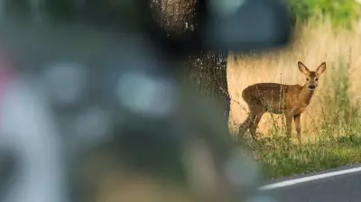 Schwerer Wildunfall: Motorradfahrer prallt mit Reh zusammen