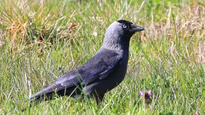 Sehr anpassungsfähig: Dieser Mitbewohner fühlt sich in Halle wohl