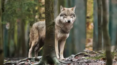 Seltene Pferderasse in Gefahr: Wolfsangriff auf Schleswiger Kaltblut-Fohlen in Mecklenburg-Vorpommern
