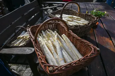 Spargelzeit in Brandenburg: Ernte, Preise und kulinarische Besonderheiten