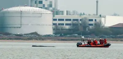 Spektakuläre Rettungsaktion für Buckelwal Timmy: Katamaran-Einsatz in Prüfung