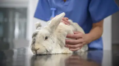 Stiller Notfall bei Kaninchen: Warum ein praller Bauch lebensbedrohlich sein kann