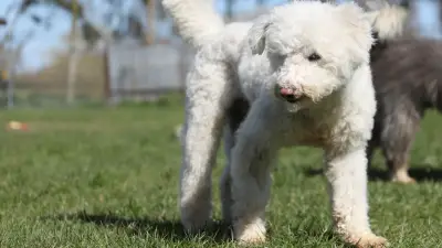 Straßenhund Bootsmann mit halbem Ohr sucht liebevolles Zuhause