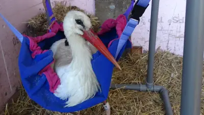 Störchin nach Revierkampf schwer verletzt: Storchenhof Loburg leistet Rettungseinsatz